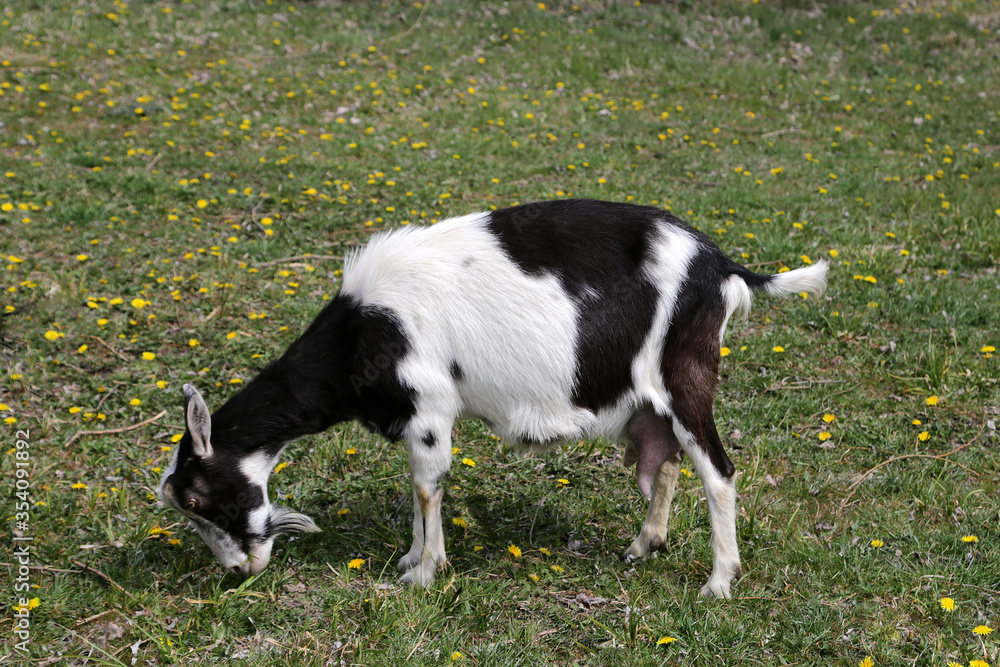 White and black goats in a meadow with green grass and yellow dandelions White and black goats in a meadow with green grass and yellow dandelions
