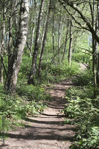 path through the forest