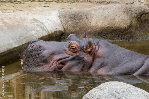 Relaxed Hippo