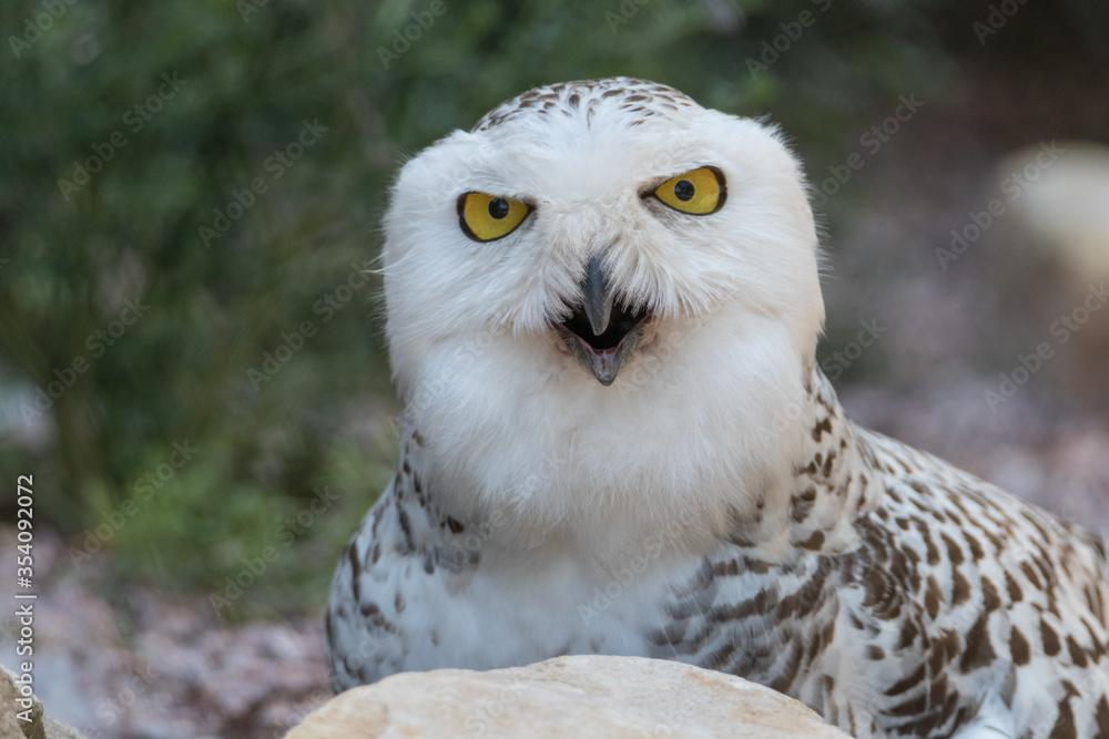 Fototapeta premium Aggressive Snowy Owl