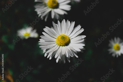 chamomile in the garden 