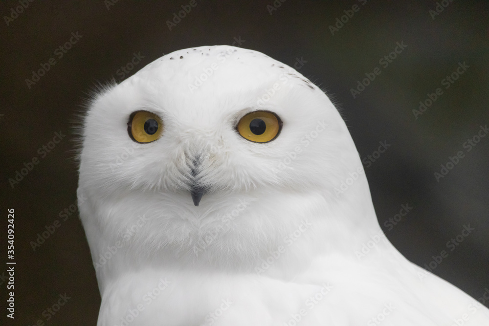 Fototapeta premium Wary Snowy Owl
