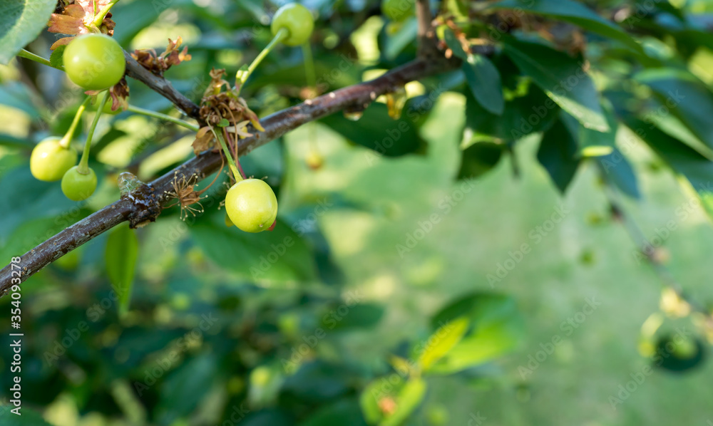 Unripe sour cherry on the tree.