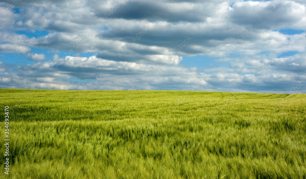 Rye spikelets closeup agriculture field with blue sky Rye spikelets closeup agriculture field with blue sky