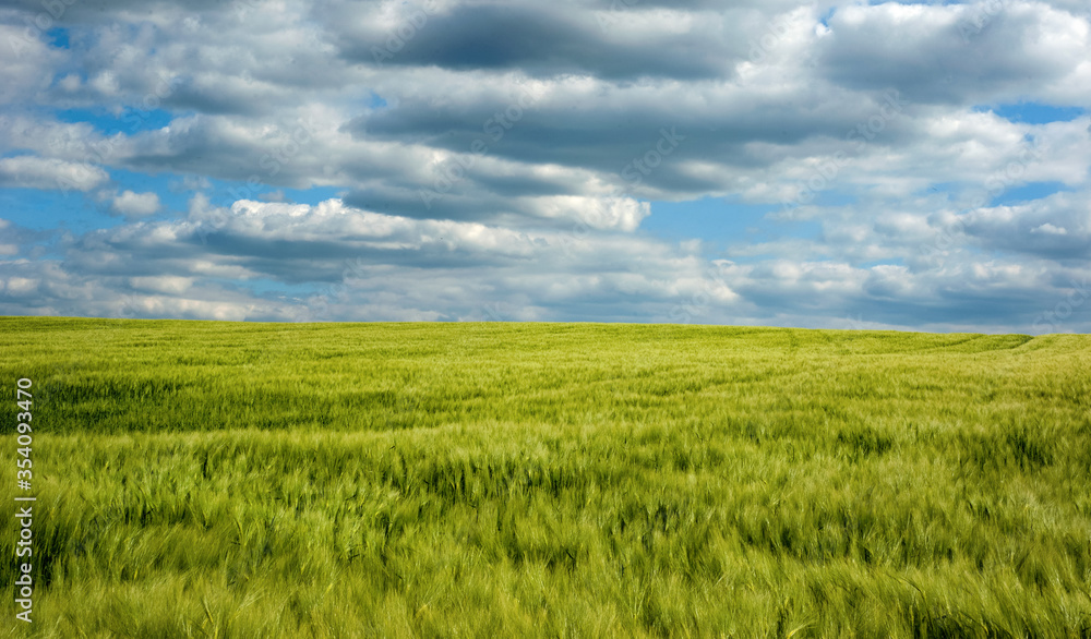 Rye spikelets closeup agriculture field with blue sky