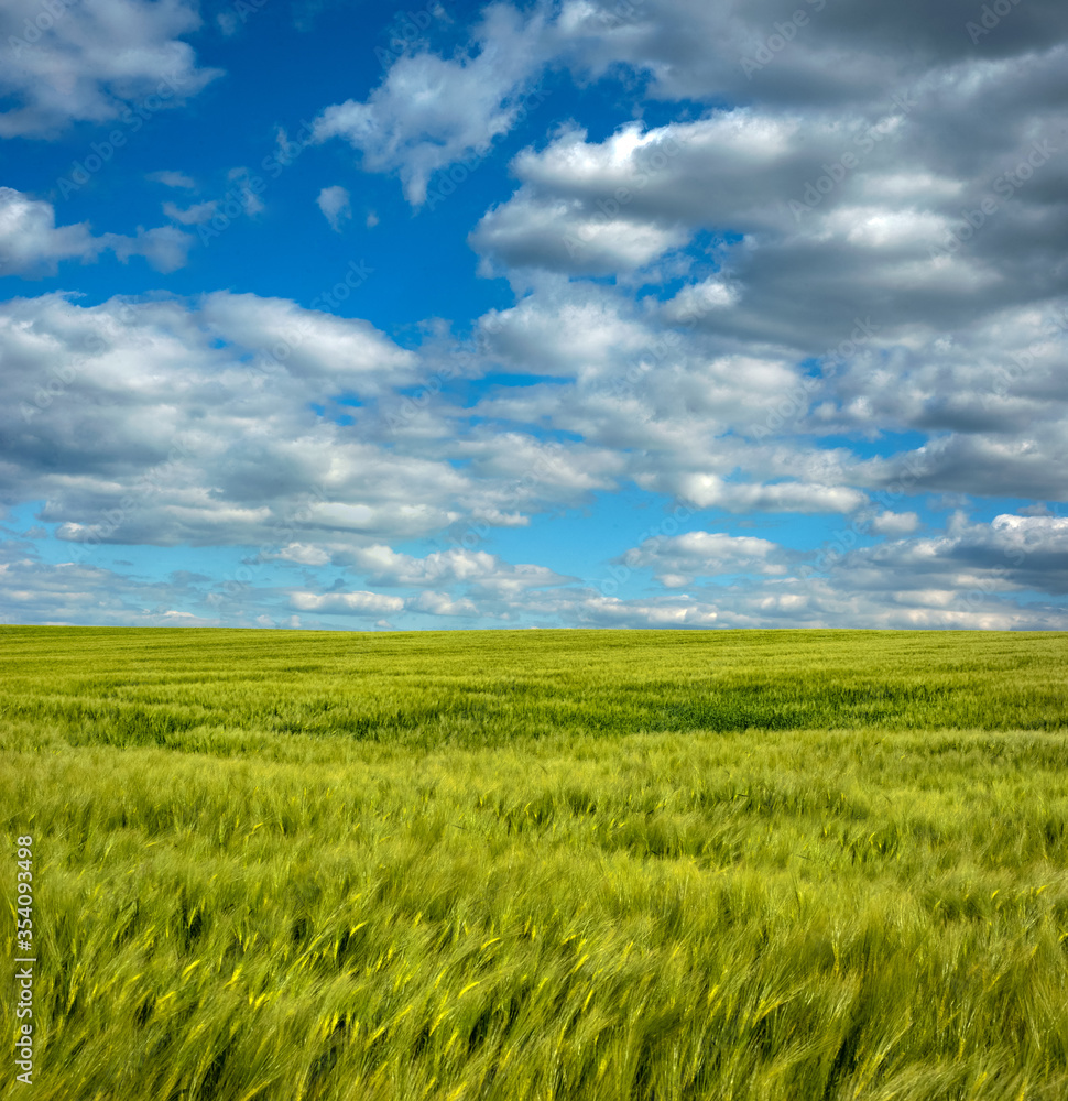 Rye closeup on agriculture field with blue cloudly sky Rye closeup on agriculture field with blue cloudly sky