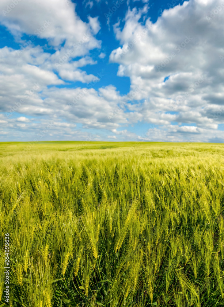Green rye fields on under a cloudy beautiful sky Green rye fields on under a cloudy beautiful sky