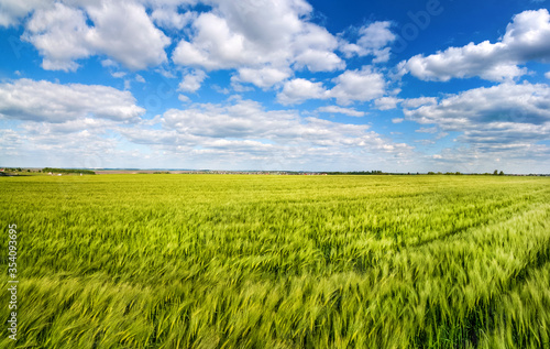 panorama of Green rye fields on a bright sunny summer day under a cloudy beautiful sky.
