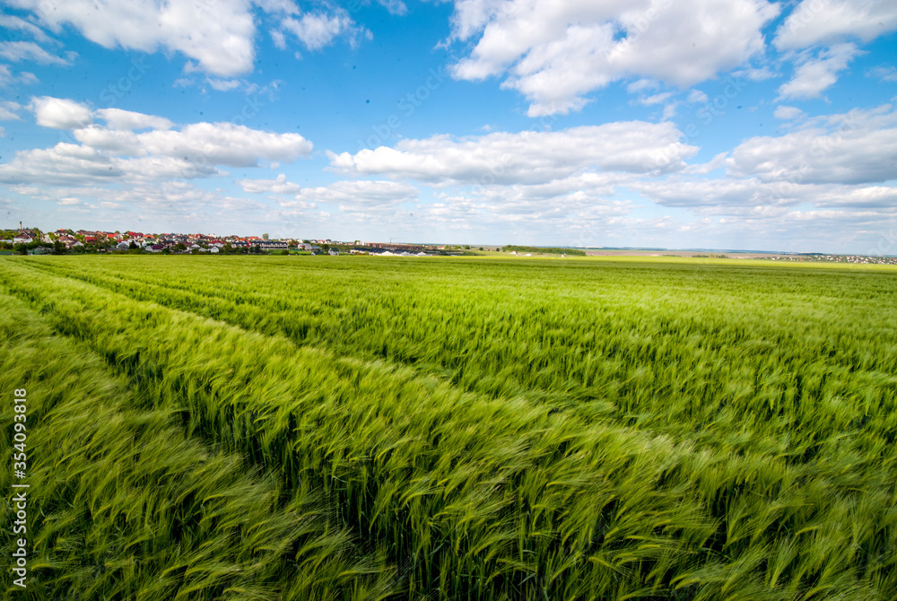 green rye, cereal, field in the wind against the blue cloudy sky and village green rye, cereal, field in the wind against the blue cloudy sky and village