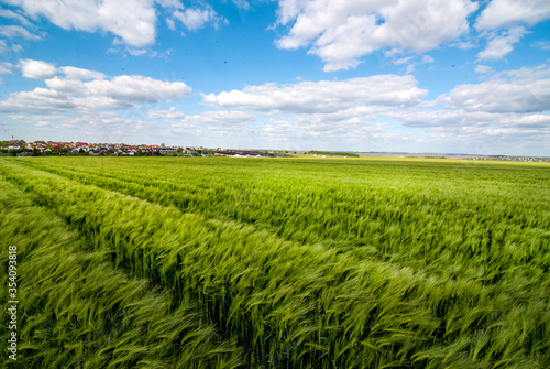 green rye  cereal  field in the wind against the blue cloudy sky and village