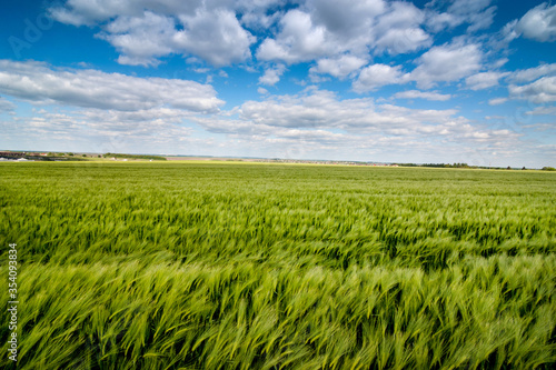 panorama of green rye fields on a bright sunny summer day under a cloudy sky