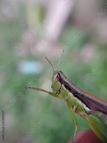grasshopper on a leaf © ALDRIN JOSEPH