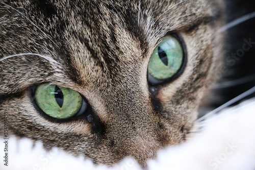 exteme close up of beautiful green eyes from a cat