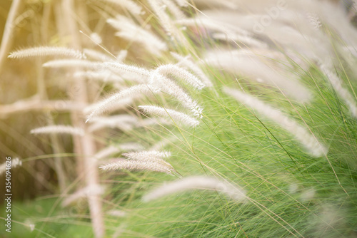 Close-up Grass flowers select focus background