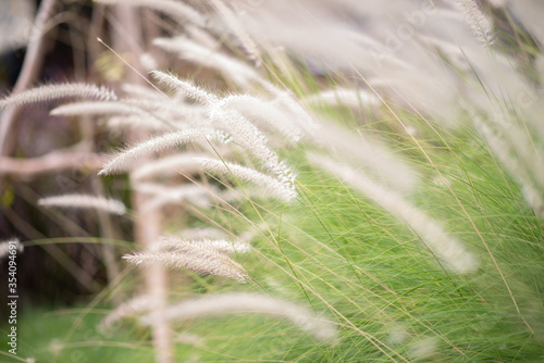 Close-up Grass flowers select focus background