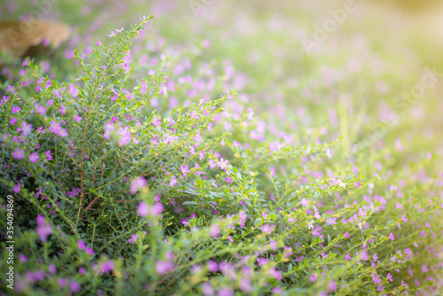 The small violet flowers background select focus