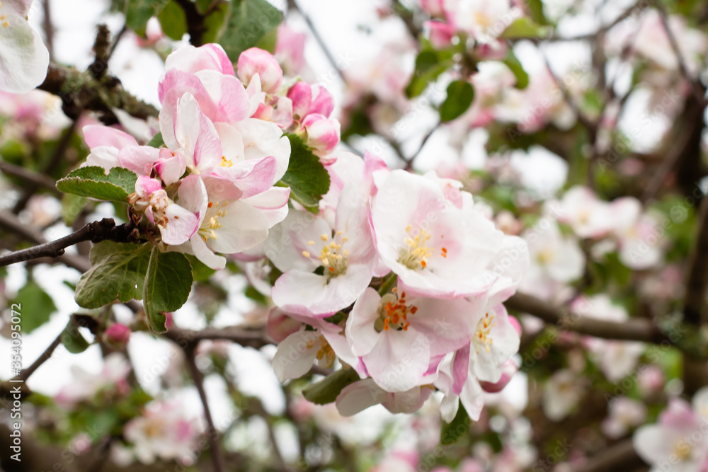 blooming Apple tree. soft pink and white color. garden in spring