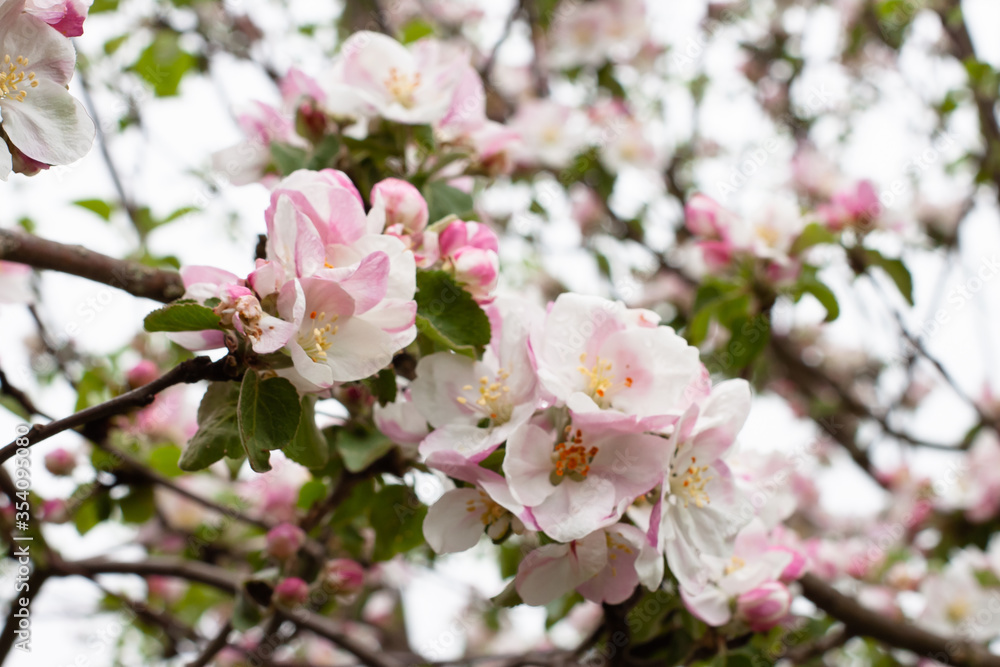 blooming Apple tree. soft pink and white color. garden in spring