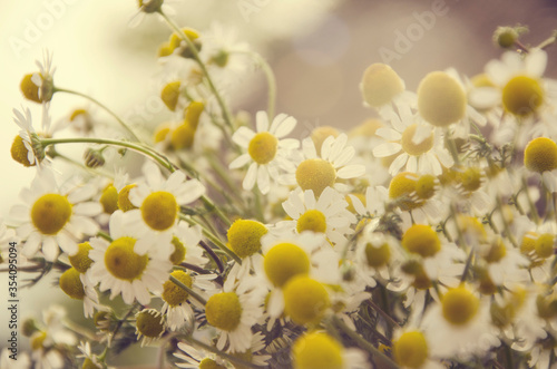 Yellow camomile field on a sunny day