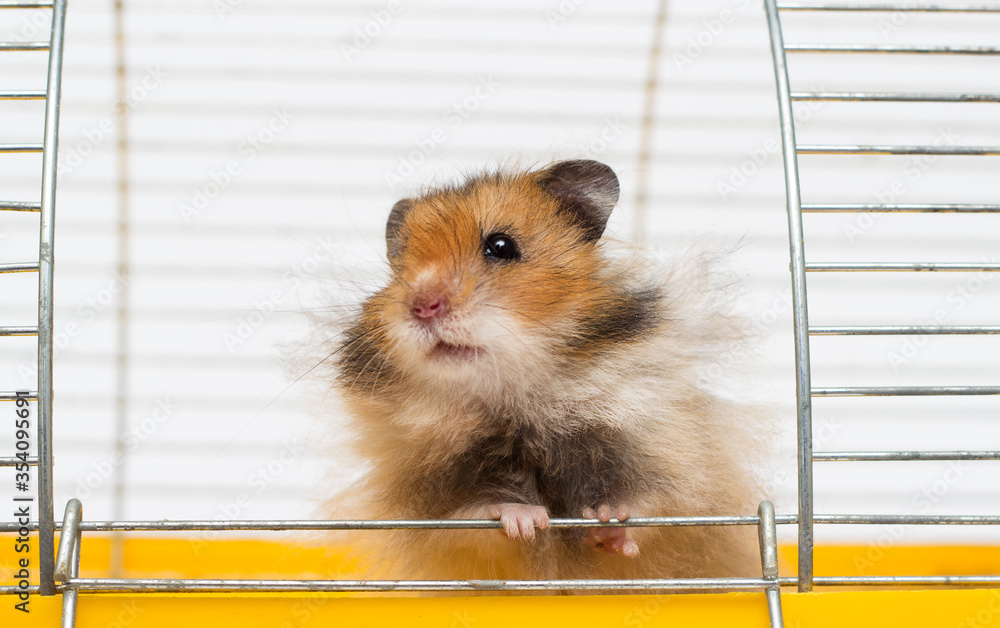 funny syrian hamster peeps out of the cages Stock Photo | Adobe Stock