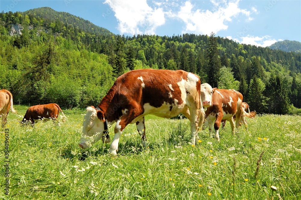cows on grass meadow in austria cows on grass meadow in austria