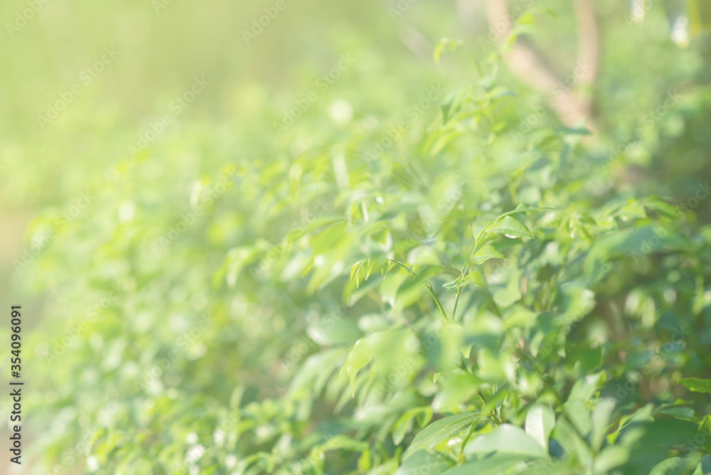 Closeup nature view of green leaf on blurred greenery background at Sunshine select focus