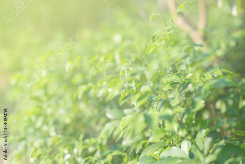 Closeup nature view of green leaf on blurred greenery background at Sunshine select focus