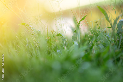 Close-up Grass flowers select focus background