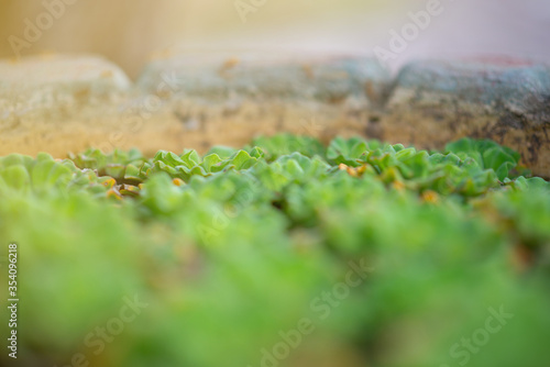Close-up Grass flowers select focus background