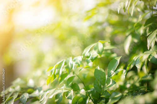 Closeup nature view of green leaf on blurred greenery background at Sunshine select focus