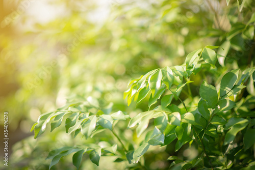 Closeup nature view of green leaf on blurred greenery background at Sunshine select focus