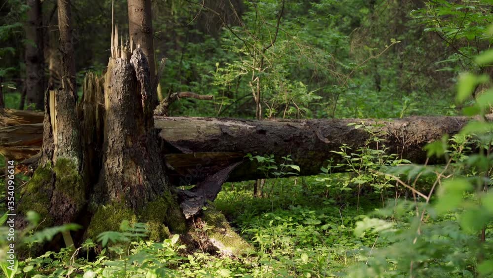 A broken tree in a Sunny morning forest. A broken tree in a Sunny morning forest.