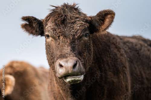 Angus and murray grey cows grazing grass photo