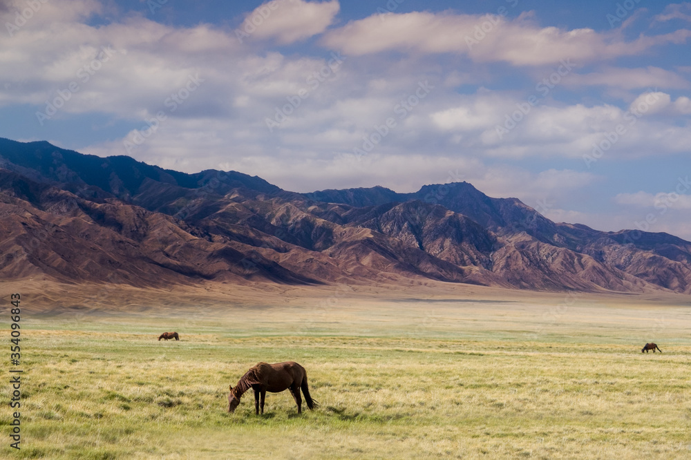 Fototapeta premium Horses on a pasture, near Almaty city, Kazakhstan