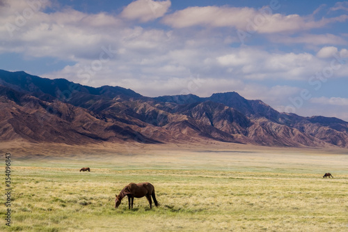 Horses on a pasture  near Almaty city  Kazakhstan