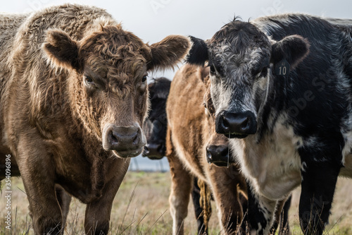 Angus and murray grey cows grazing grass photo