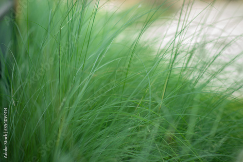 Close-up Grass flowers select focus background