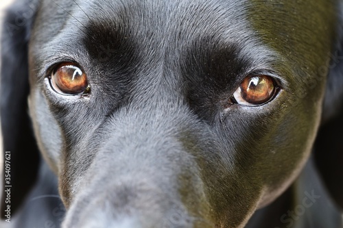 The brown eyes and face of a Black Labrador dog.