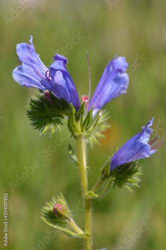 Purple wildflowers in a field 
