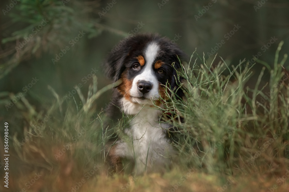 Bernese Mountain Dog puppy walking in the forest
