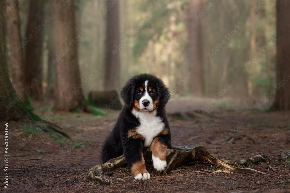Bernese Mountain Dog puppy walking in the forest Bernese Mountain Dog puppy walking in the forest