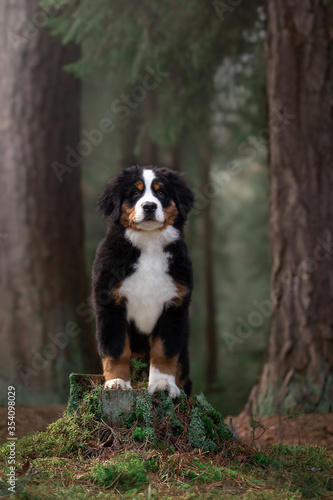 Bernese Mountain Dog puppy walking in the forest