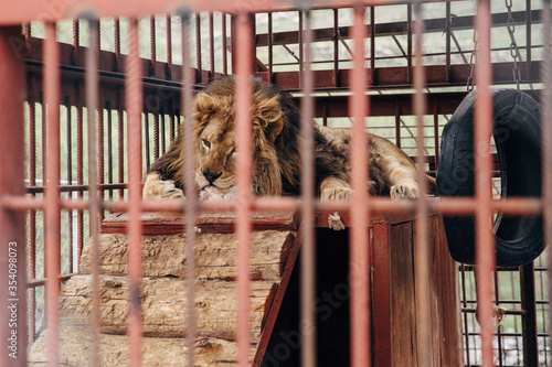 lion in a cage
Lion's view of the world from behind the bars
lion eats meat
zoo