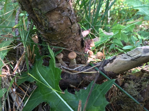 mushrooms under a tree in the forest
edible mushrooms 