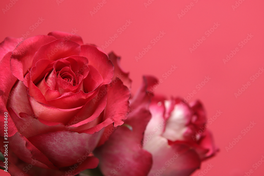 red rose close up in a red background