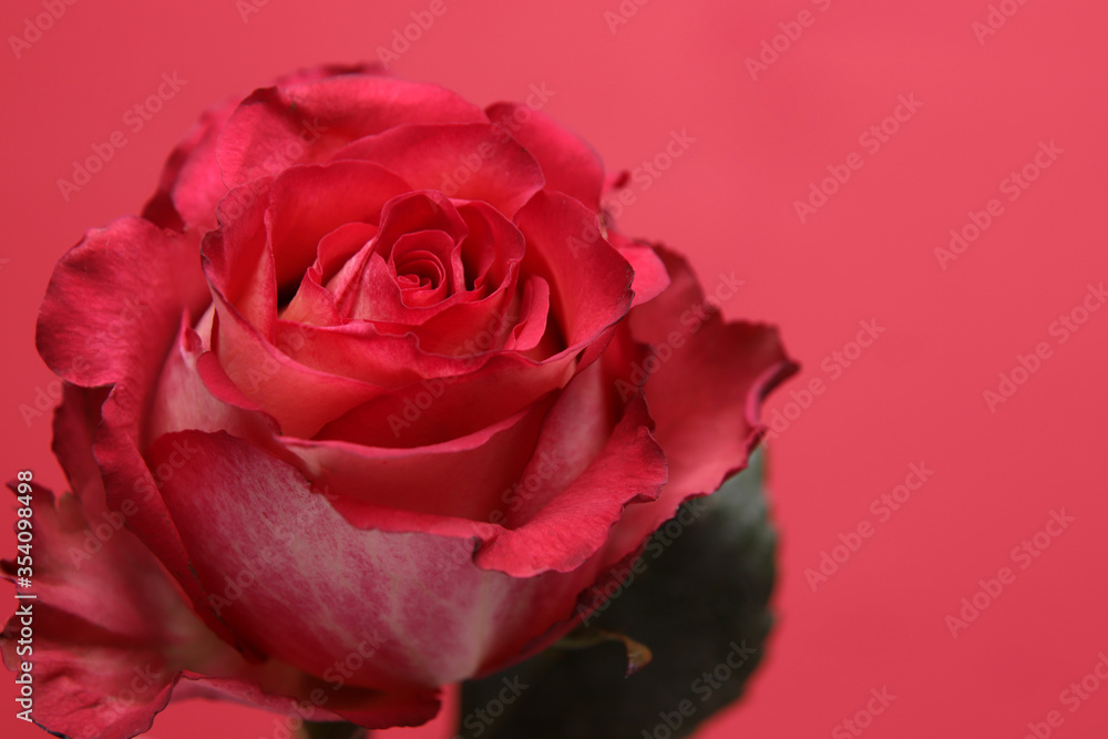 red rose close up in a red background red rose close up in a red background