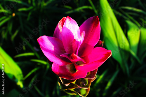 A beautiful pink flower