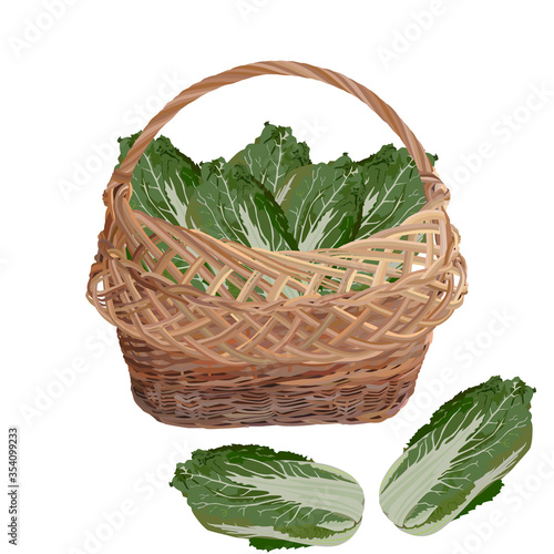 Wicker basket full of fresh chinese napa cabbage, vector illustration