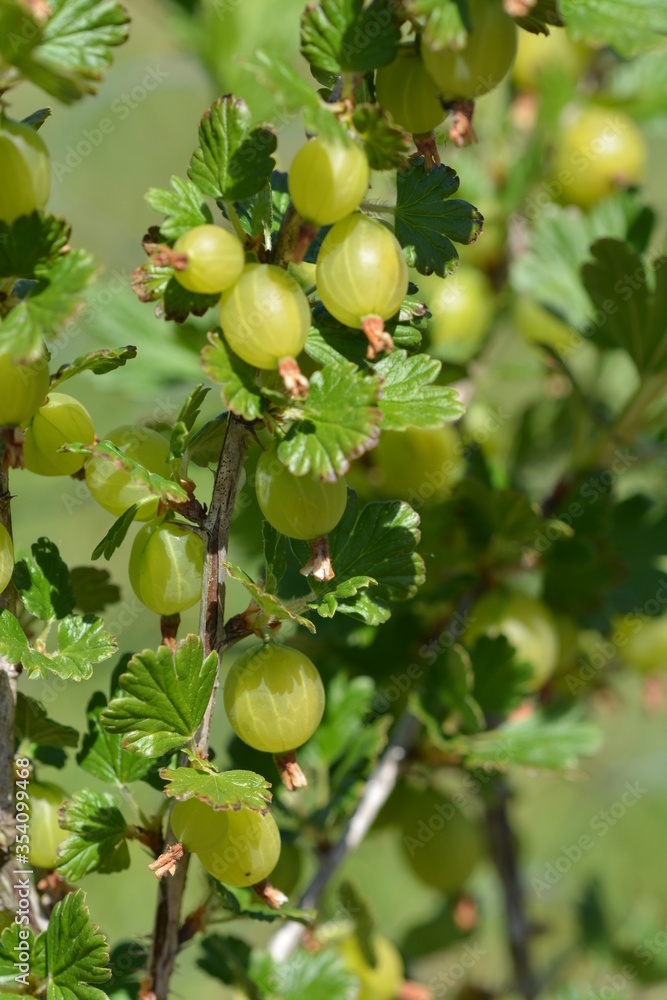 green gooseberries on a bush