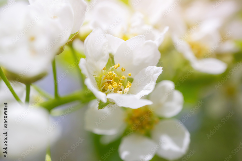 Blooming bird cherry close-up. Detailed macro photo. Beautiful white flowers. Great image for postcards. The concept of spring, summer, flowering.. Blooming bird cherry close-up. Detailed macro photo. Beautiful white flowers. Great image for postcards. The concept of spring, summer, flowering..